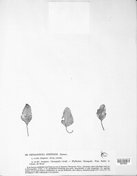 Phyllosticta atriplicis image